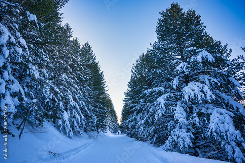 Φωτογραφία Beautiful winter landscape featuring a remote backcountry path winding through heavy snow-laden evergreen woods with distant hikers