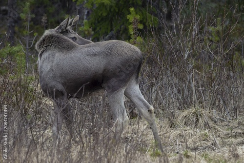 With a quick glance, the moose calf (Alces alces) makes sure that its mother is nearby, May, Sweden