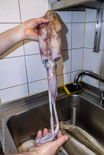 Professional chef hands holding fresh whole squid in commercial kitchen sink for cleaning