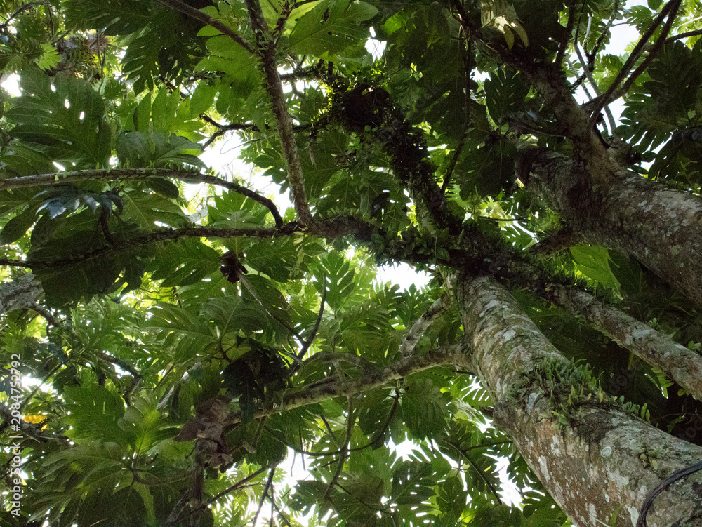 Fototapeta premium Breadfruit (Artocarpus altilis) is a tropical fruit tree native to the Indonesian archipelago that is rich in carbohydrates.