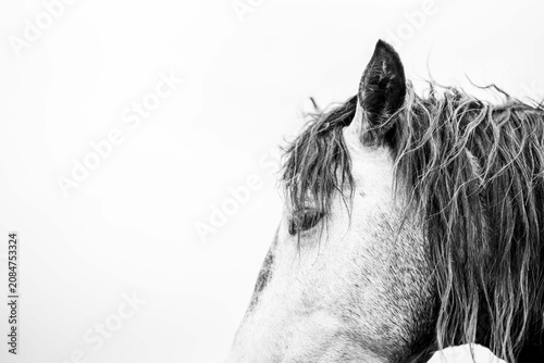 Black and white close-up photograph of a white horse head with wet mane and visible eye and ear on a high-key background