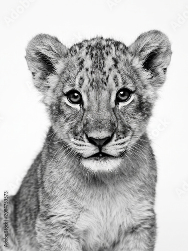Portrait of a Lion Cub