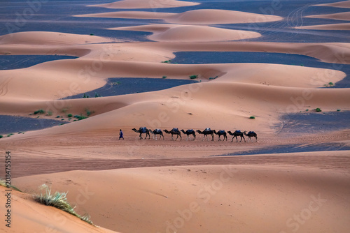 Camels caravan in Sahara desert in Merzouga Morocco at sunrise