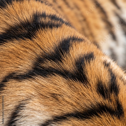 Authentic Tiger Fur Pattern Texture Macro Wildlife Background Full Frame Photography.