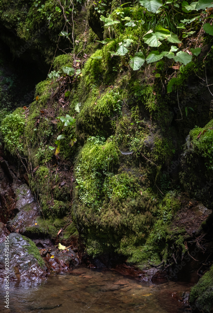 Fototapeta premium green moss covering steep rocky cliffs next to a clear mountain stream