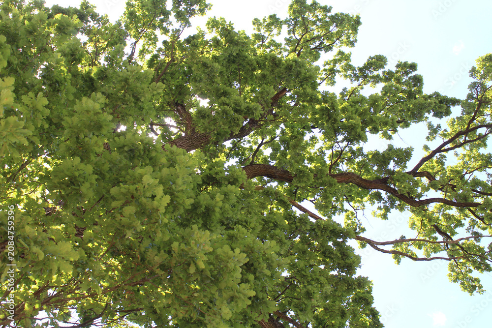 Fototapeta premium green leaves on the tree