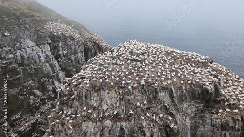 Bird Rock, one of the largest nesting colony of northern gannets (Morus bassanus) in North America, at the Cape St. Mary's Ecological Reserve (Saint Bride’s, Newfoundland, Canada)