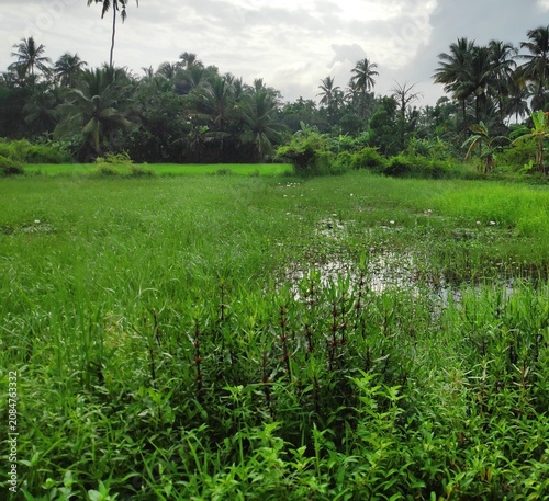 фотографія Lush green tropical wetlands and flooded marshy field during monsoon season