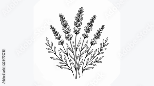 Obraz na płótnie A detailed illustration of lavender flowers and leaves in a simple graphic desig