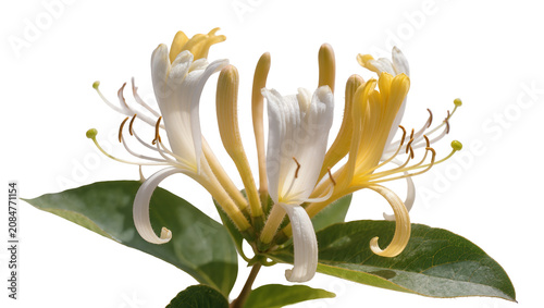 Foto Isolated beautiful honeysuckle flowers with delicate white and cheerful yellow b