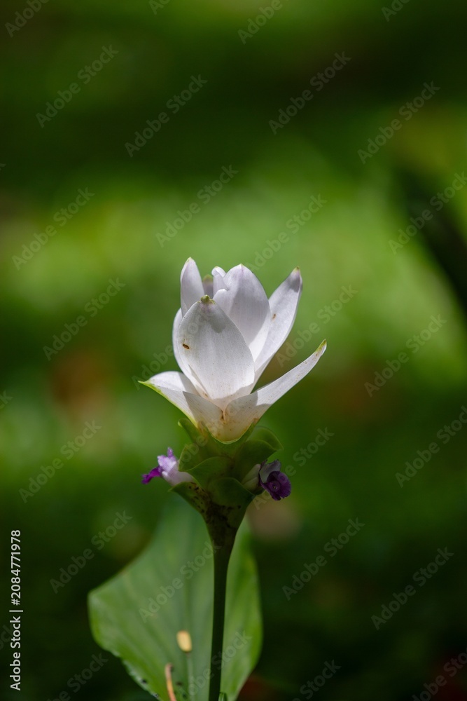 Fototapeta premium A fragile white flower blossoms beautifully against a gentle green backdrop in the heart of nature
