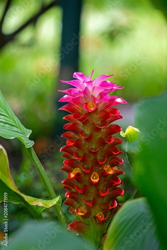 Bright pink ginger blossom rising from rich green leaves in a tropical garden environment