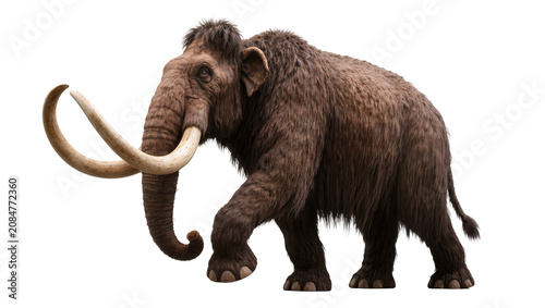 Schilderij op canvas Isolated prehistoric woolly mammoth walking, a massive furry animal with curved