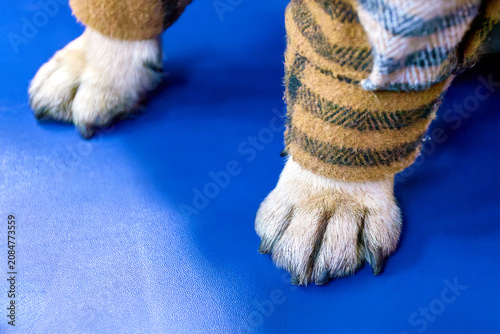 Dog's Paws in Patterned Socks on Blue Background
