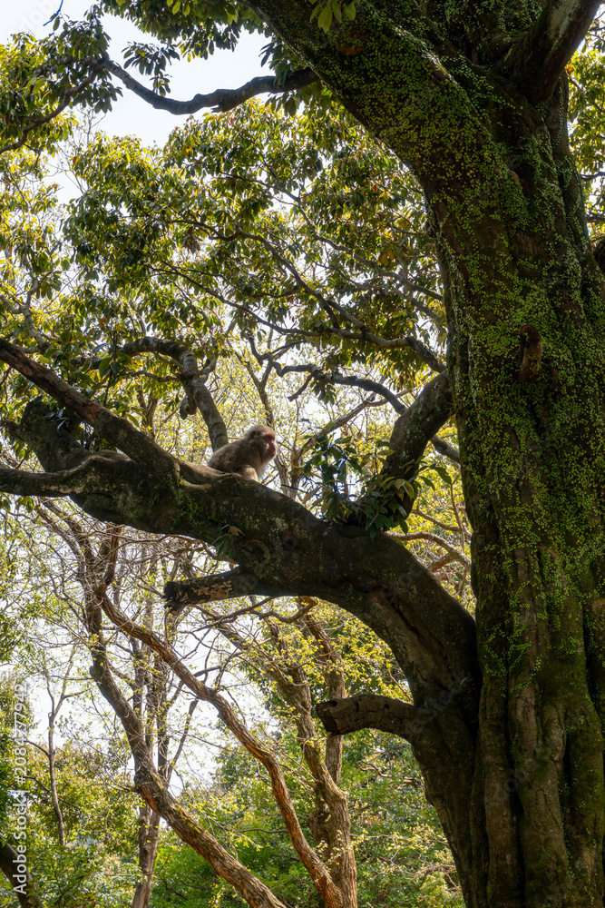 Obraz premium Japanese macaque perched on a massive ancient forest tree surrounded by lush woodland capturing wildlife in a serene natural habitat with vibrant green foliage