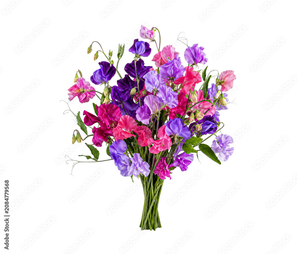 Obraz premium Sweet pea flower bouquet isolated on white background with vibrant purple and pink blooms