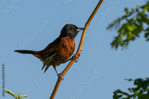 Cuadro en lienzo Male orchard oriole perched in a tree.