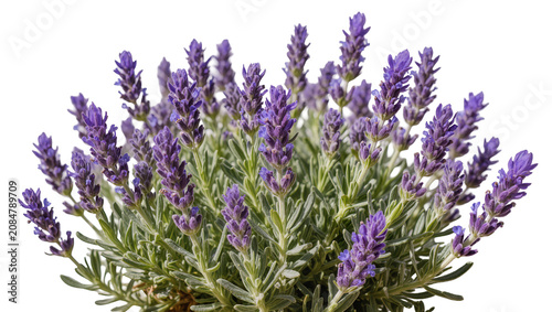 Foto Isolated fragrant lavender plant in full bloom with fresh green foliage and vibr