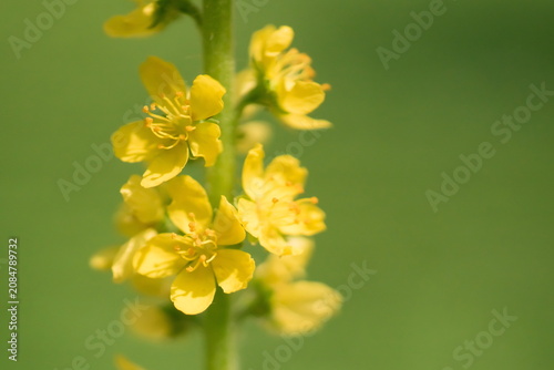 Konstfotografi Medicinal herbs - flower of common agrimony or church steeples, yellow hawkweed;