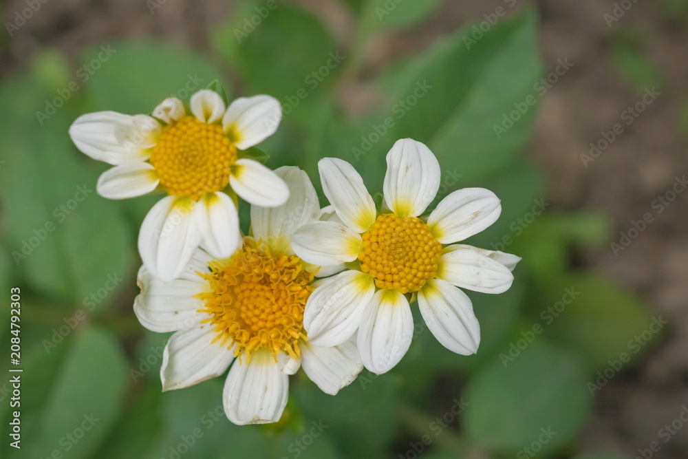 Obraz premium Close-up photograph of a white dahlia flower; Dahlia Hortensis Topmix White