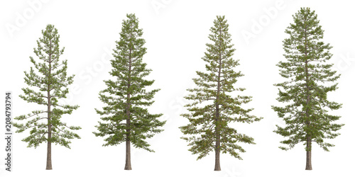 Bild auf Leinwand Collection of Araucaria trees on transparent background