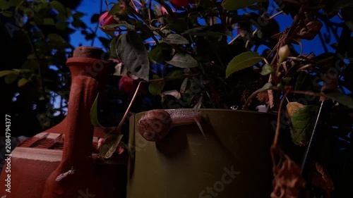 Garden Snail Crawling on Potted Plant at Dusk