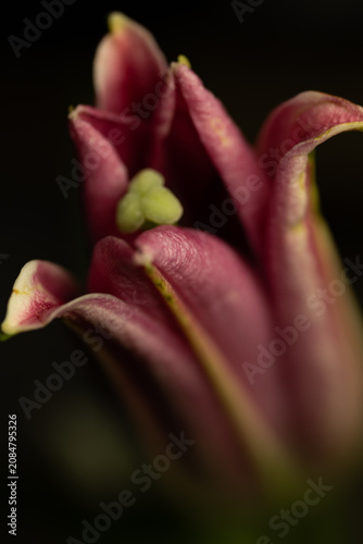 Konstfotografi Macro de tulipán rosa con pétalos en detalle y fondo oscuro de baja profundidad