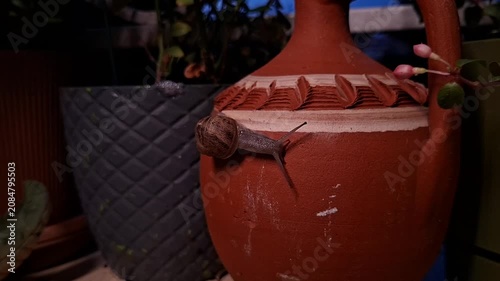 Garden Snail Crawling on Traditional Clay Pot