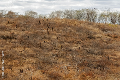 Deforested and Degraded Caatinga Vegetation in the Brazilian Semiarid Region, Boa Ventura, Paraiba, Brazil, October 21, 2008