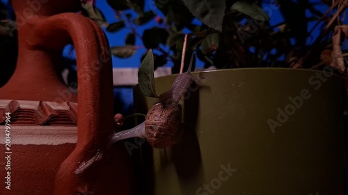 Garden Snail Crawling from One Flower Pot to Another