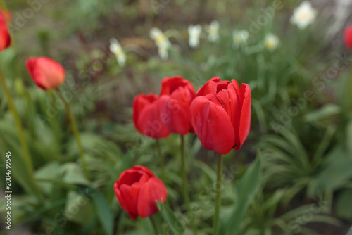 Red Tulips Blooming in a Spring Garden