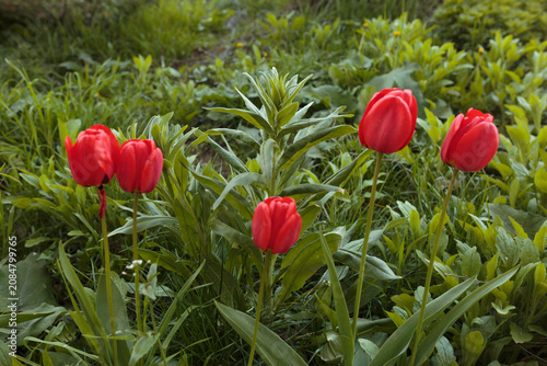 Red Tulips Blooming in Green Garden