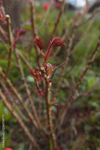 Reddish Plant Sprout Growing in Garden