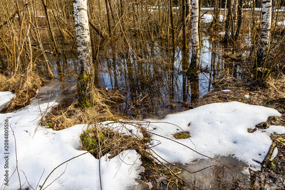 Fototapeta premium birch grove flooded with water from melting snow