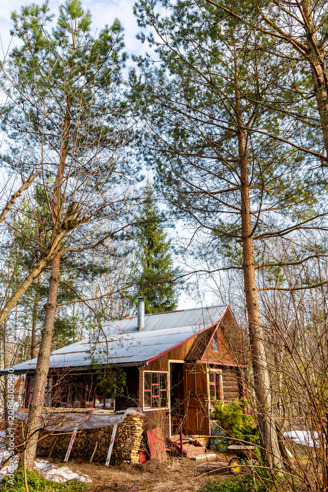 Fototapeta premium wooden log hut in pine grove in forest in spring