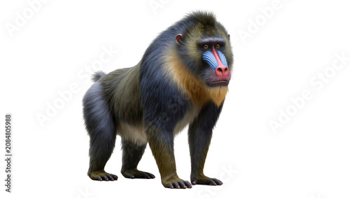 Canvas Print Isolated full body mandrill standing, vivid colorful face and dark fur, powerful
