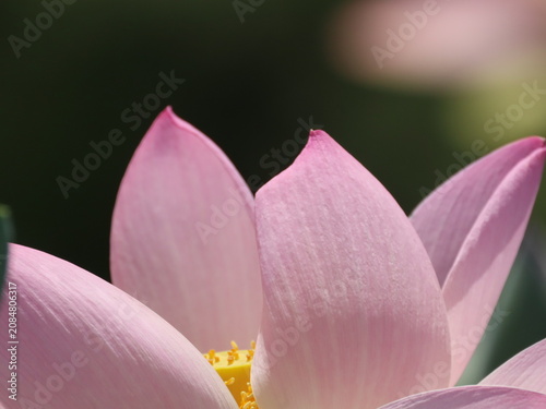 Foto Pink lotus flowers in bloom with buds and seed pods
