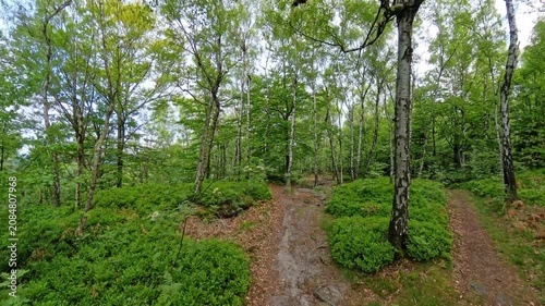 Forest trails at Grosser Zschirnstein in Saxon Switzerland Germany on a calm morning