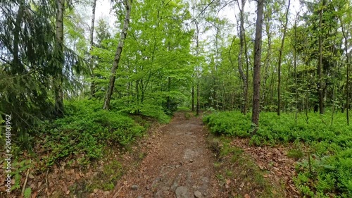 Forest trails at Grosser Zschirnstein in Saxon Switzerland Germany on a calm morning