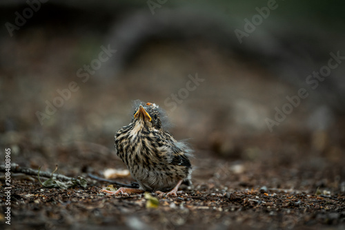 Принти на полотні Close-up of a small brown juvenile songbird resting on forest floor among leaf l