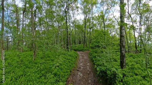 Forest trails at Grosser Zschirnstein in Saxon Switzerland Germany on a calm morning