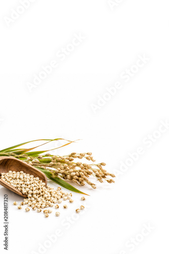 pearl barley on white background 