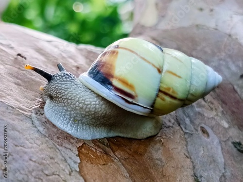 Cuadro en lienzo A tree snail (Amphidromus perversus) crawling along a branch, a symbol of moving slowly but surely toward the goal; a cute snail