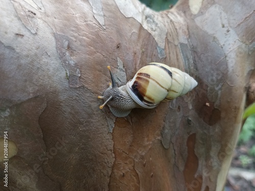 Photography A tree snail (Amphidromus perversus) crawling along a branch, a symbol of moving slowly but surely toward the goal; a cute snail