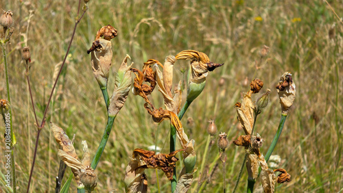 Принти на полотні Withered cypella herbertii flower petals and forming seed pods