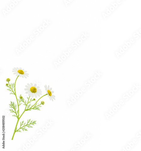chamomile on white background