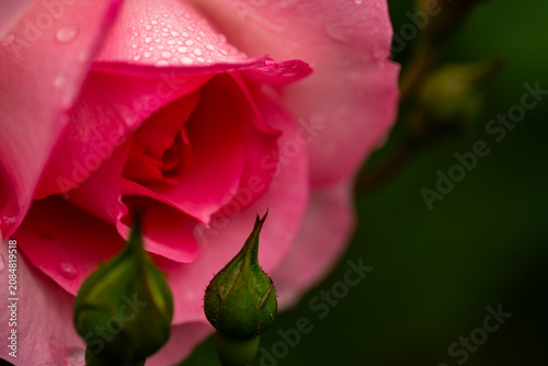 Bud of soft pink rose with transparent morning dew drops macro.