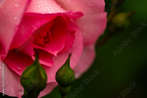 Summer rain droplets on delicate petals of garden bush rose close-up.