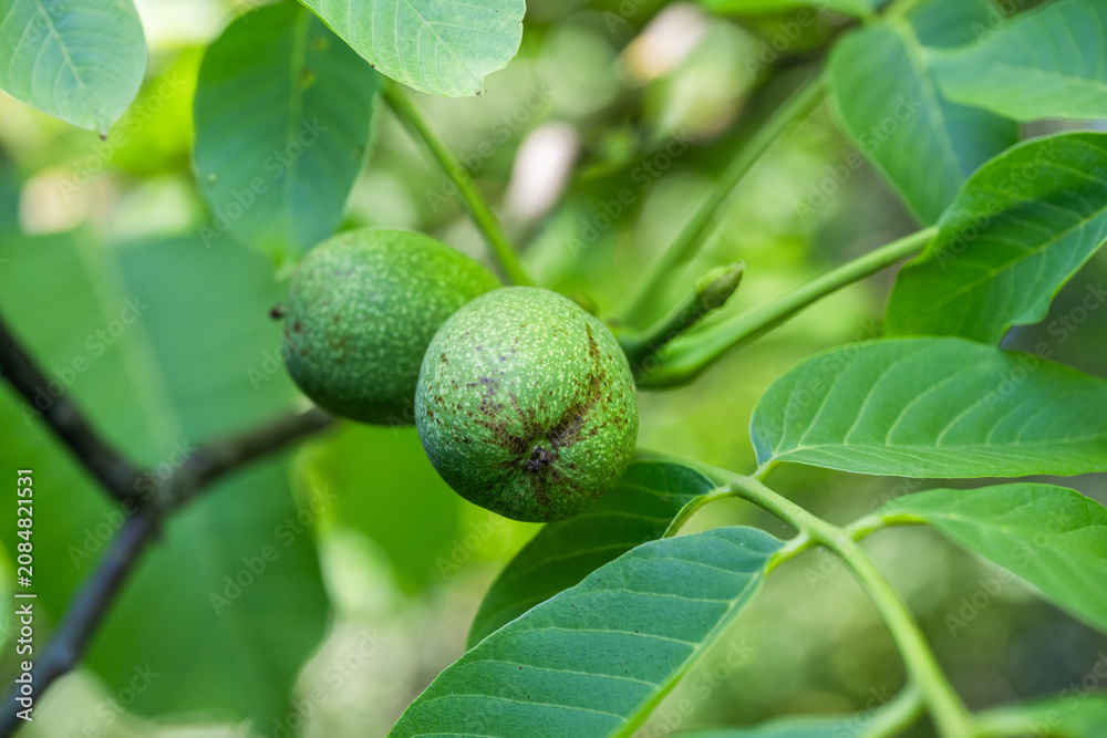 Fototapeta premium two unripe, green walnuts growing on a leafy tree branch against a softly blurred natural background.