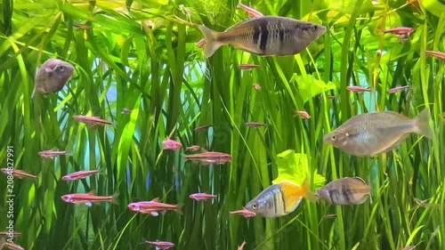Colorful freshwater fish swimming among lush green aquatic plants in a vibrant aquarium environment with clear water and natural lighting. Aquarium products, home decor, nature and wildlife promotions